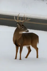 Wildlife in Southwest Michigan includes majestic white-tailed deer like this antlered buck, pictured in a snowy natural landscape near Copper Top Ridge.