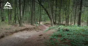 Forest trail in Huron–Manistee National Forest used for off-roading in Southwest Michigan