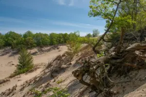 Warren Dunes Landscape Tree roots exposed in sand dunes at Warren Dunes State Park Michigan