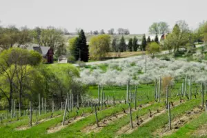 Southwest Michigan Vineyard Spring Vineyard in Southwest Michigan during early spring bloom