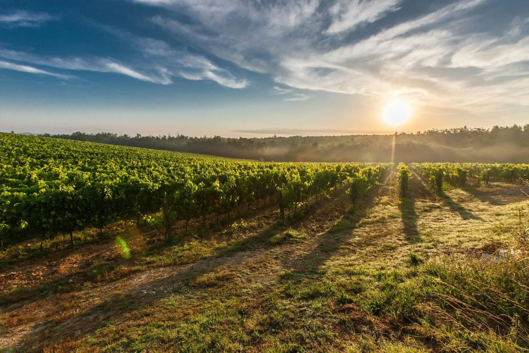 Vineyard at Solasta Winery in Southwest Michigan with rows of grapevines glowing in the golden light of sunset.