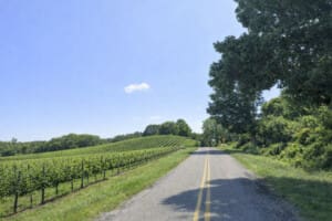 Fruit Hills Drive Vineyard – Hidden Gems in Harbor Country hidden gems in Harbor Country scenic vineyard-lined country road in the Michigan fruit hills